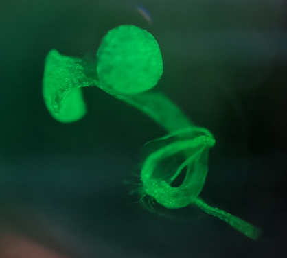 Image 2.7-day-old seedlings with NADPH sensor in plastids